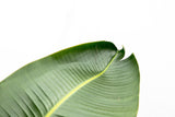 Strelitzia Augusta de lujo XXL - 250cm - ø38