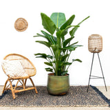Strelitzia Nicolai lujo XXL - 250cm - ø40