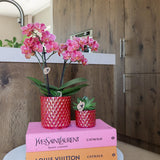 Orquídeas Colibrí | Orquídea phalaenopsis roja Congo + Pearl Pot roja - tamaño maceta Ø9cm | Planta de interior con flores: hacia el kweker