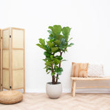Ficus Lyrata verde XL - 200cm - ø32