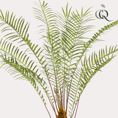 Planta de arte - Boomvaren - x15 -1 25cm