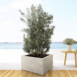 Huelga de Olea Europaea - 225cm- Ø50