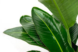 Strelitzia Nicolai lujo XXL - 250cm - ø40