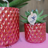 Orquídeas Colibrí | Orquídea phalaenopsis roja Congo + Pearl Pot roja - tamaño maceta Ø9cm | Planta de interior con flores: hacia el kweker
