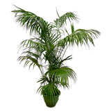 Kentia Palma XXL - 260cm - ø35