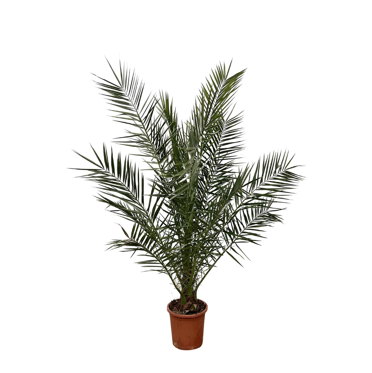 Fénix Canariensis - 180 cm - Ø24cm