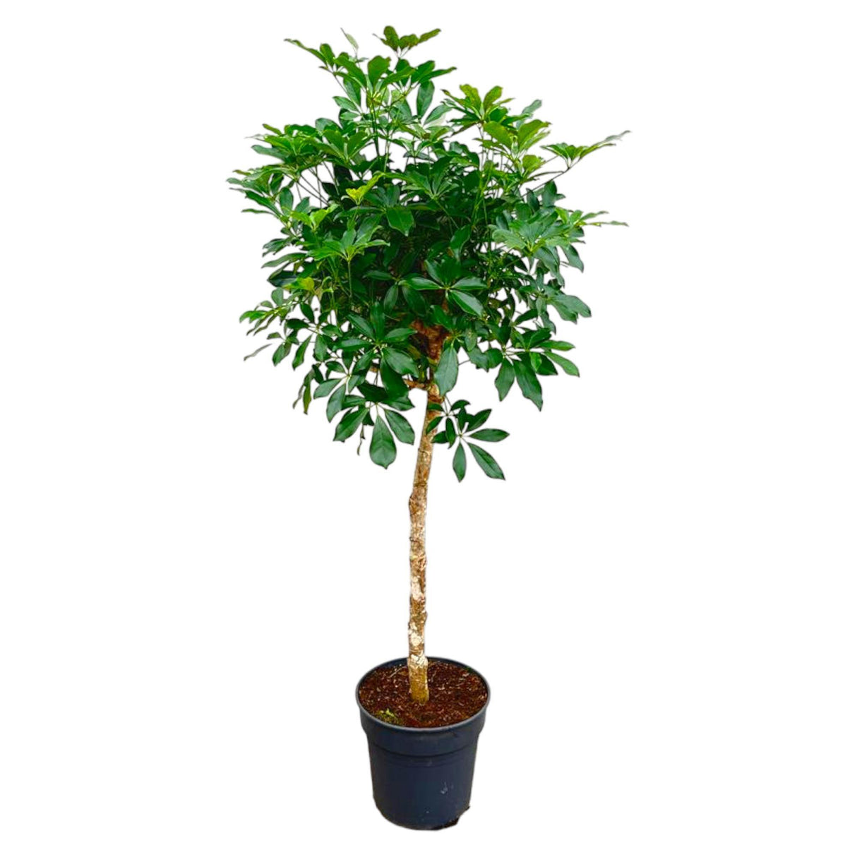 Schefflera con estambre - 180cm - ø34