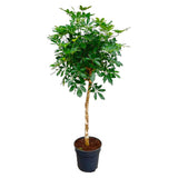 Schefflera con estambre - 180cm - ø34