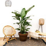 Strelitzia Nicolai lujo XXL - 250cm - ø40