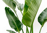 Strelitzia Augusta multiestambre XXL - 225 cm - ø40