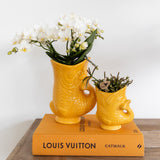 Orquídeas Colibrí | Conjunto de orquídeas y suculentas Nazaré blancas en maceta pez naranja - tamaño maceta Ø9cm y Ø6cm | Planta de interior con flores: hacia el kweker