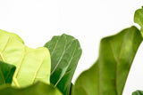 Ficus Lyrata verde XL - 200cm - ø32