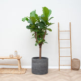 Pluma Ficus Lyrata - 180 cm - ⌀30