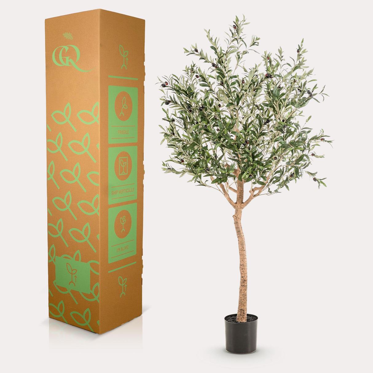 Arte Olijfboom - Olea europaea - Olijfboom - 180 cm