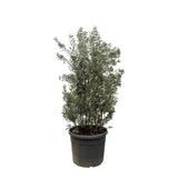 Huelga de Olea Europaea - 225cm- Ø50