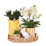 Compañía Kolibri | Set de regalo Atardecer Mediterráneo | Conjunto de plantas con orquídea Phalaenopsis blanca Lausanne y suculentas incl. piedras de cerámica
