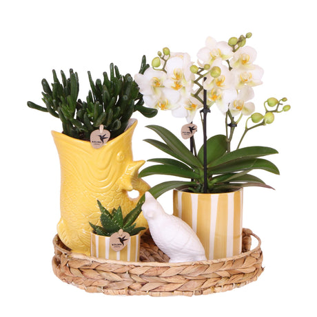 Compañía Kolibri | Set de regalo Atardecer Mediterráneo | Conjunto de plantas con orquídea Phalaenopsis blanca Lausanne y suculentas incl. piedras de cerámica