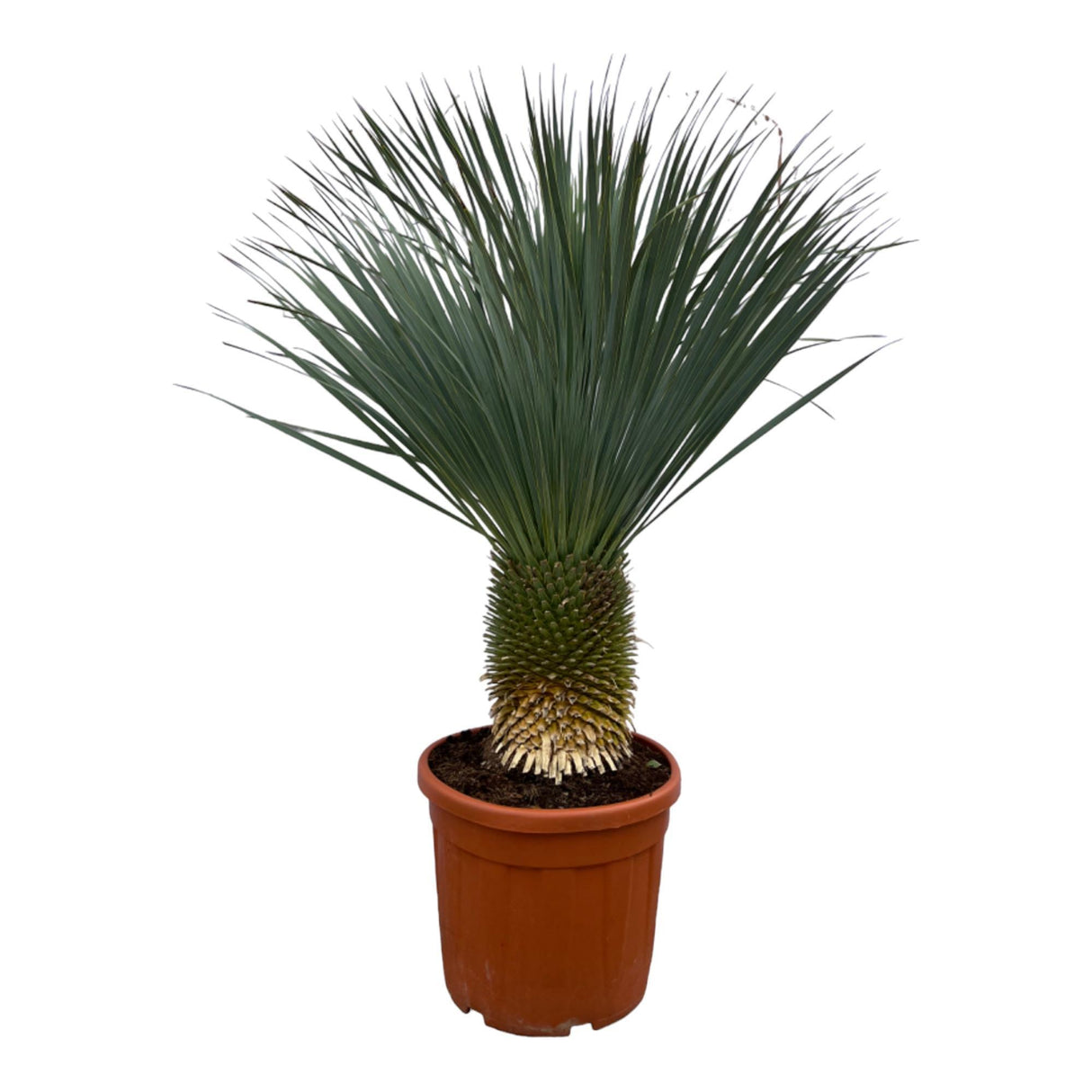 Yuca Rostrata - 160 cm - Ø50cm