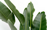 Strelitzia Augusta de tallos múltiples