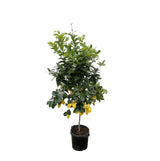 Limón Cítrico - 200cm - ø40