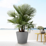 Trachycarpus multi estambre - 200cm - Ø45