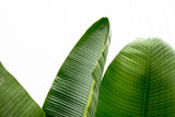 Strelitzia Augusta de lujo XXL - 250cm - ø38