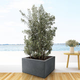 Huelga de Olea Europaea - 225cm- Ø50