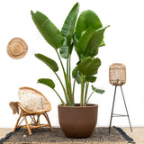 Strelitzia Augusta de lujo XXL - 250cm - ø38