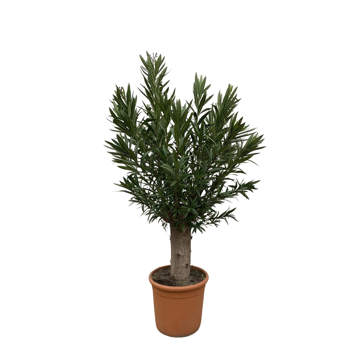 Bonsái Nerium Adelfa - 190cm - ø45