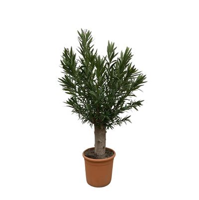 Bonsái Nerium Adelfa - 190cm - ø45