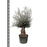 Bonsái Olea Europaea - 225cm - Ø80