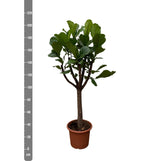 Pluma Ficus Lyrata XXL - 210 cm - ø40