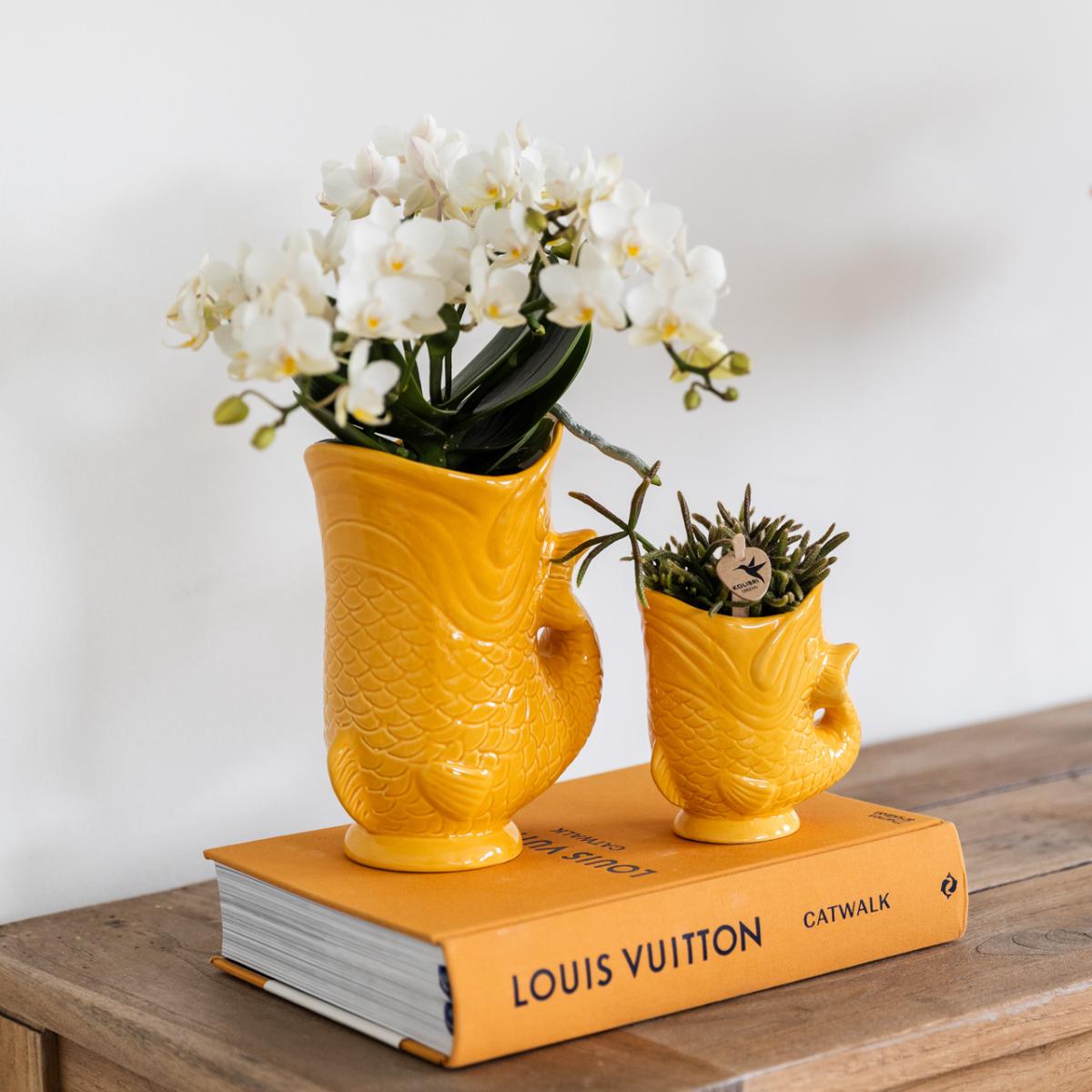 Orquídeas Colibrí | Conjunto de orquídeas y suculentas Nazaré blancas en maceta pez naranja - tamaño maceta Ø9cm y Ø6cm | Planta de interior con flores: hacia el kweker