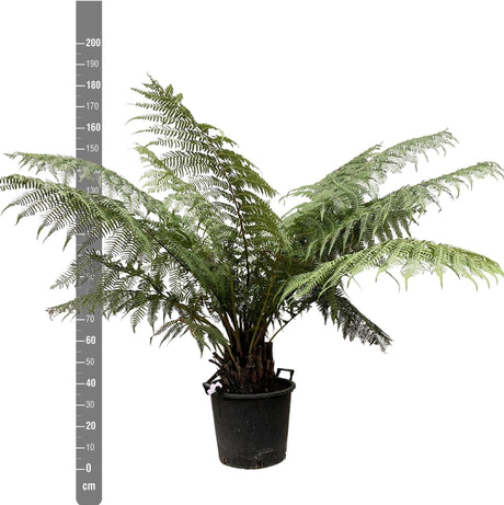 Livraison plante Dicksonia Antarctica - Fougère arborescente